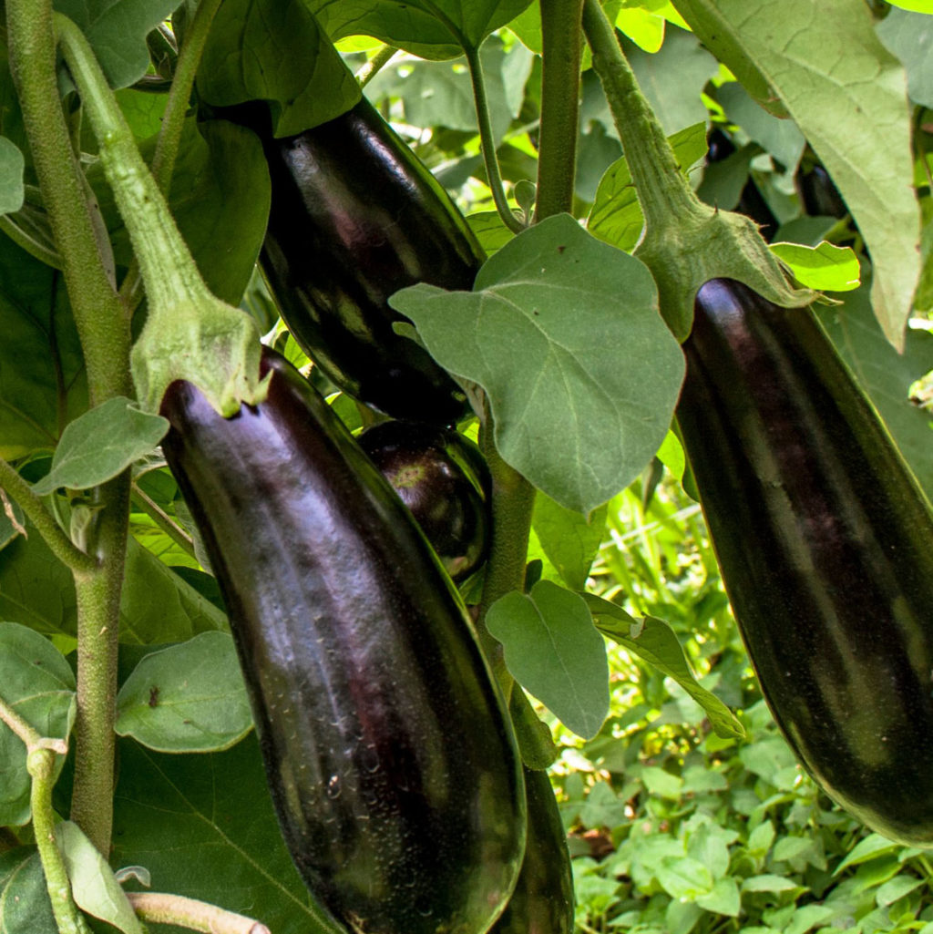 EGGPLANT SEEDS : Eggplant, Aubergine